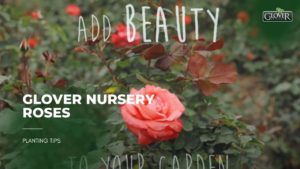 Glover Nursery Roses