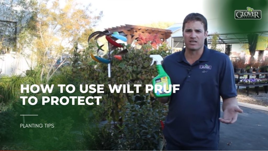 How to Use Wilt Pruf to Protect