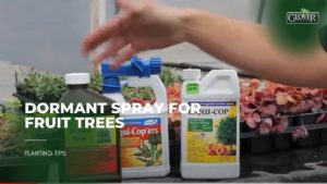 Dormant Spray for Fruit Trees