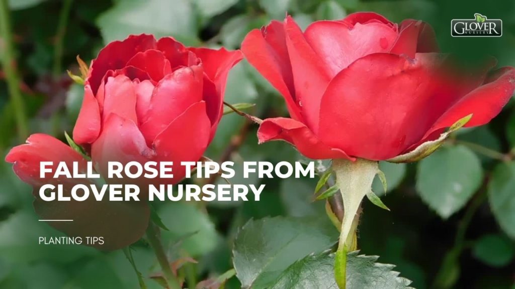 Fall Rose Tips from Glover Nursery