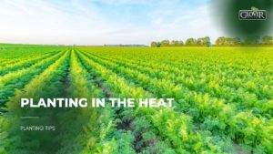 Planting in the Heat