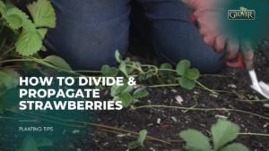 How to Divide & Propagate Strawberries