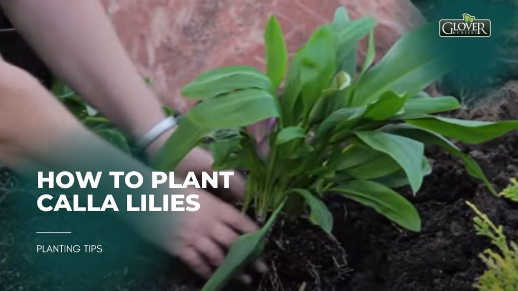 How to Plant Calla Lilies