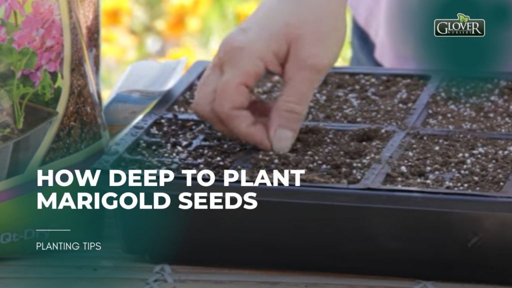 How Deep to Plant Marigold Seeds