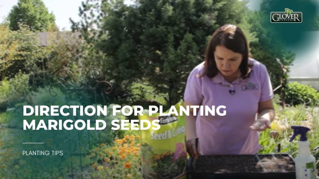 Planting Marigold Seeds: A Step-by-Step Guide | Glover Nursery