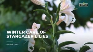 Winter Care of Stargazer Lilies