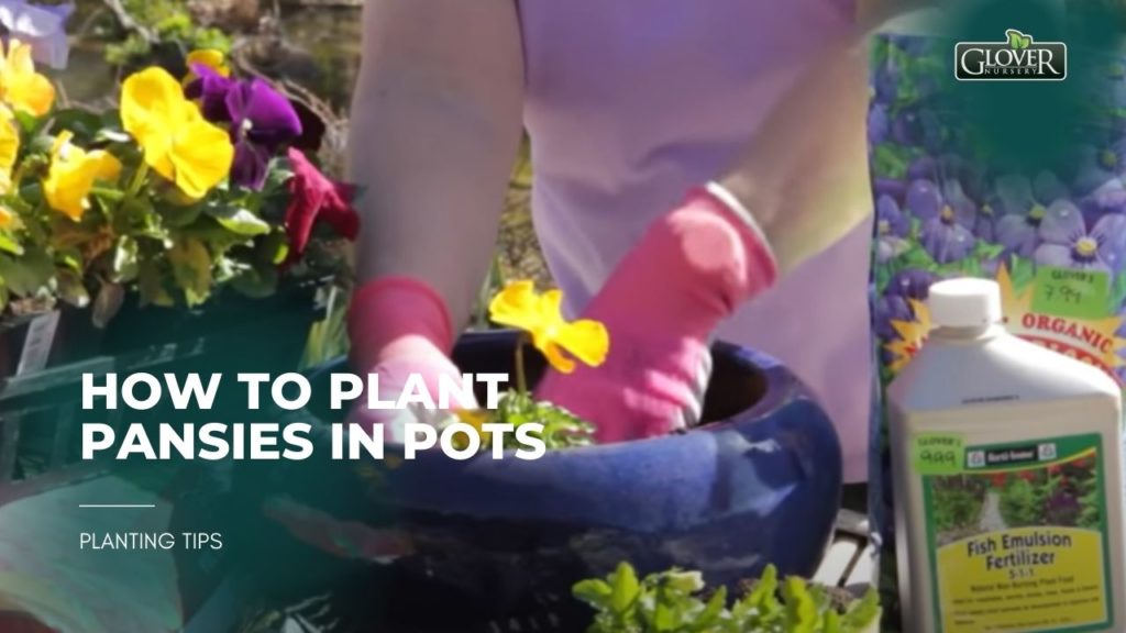 How to Plant Pansies in Pots