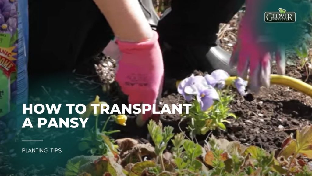 How to Transplant a Pansy