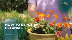 How to Repot Petunias