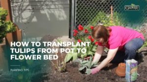 How to Transplant Tulips from Pot to Flower Bed