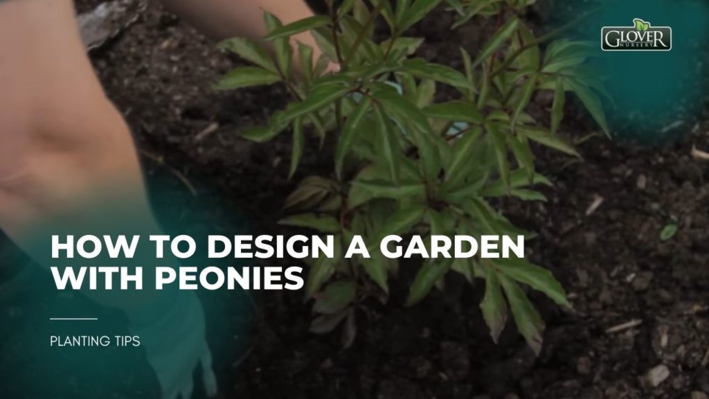 How to Design a Garden with Peonies