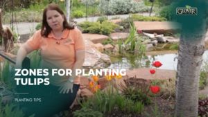 Zones for Planting Tulips