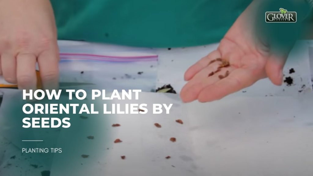 How to Plant Oriental Lilies by Seeds