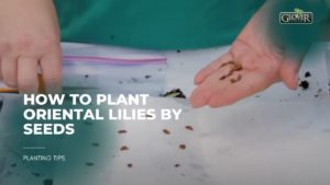 How to Plant Oriental Lilies by Seeds