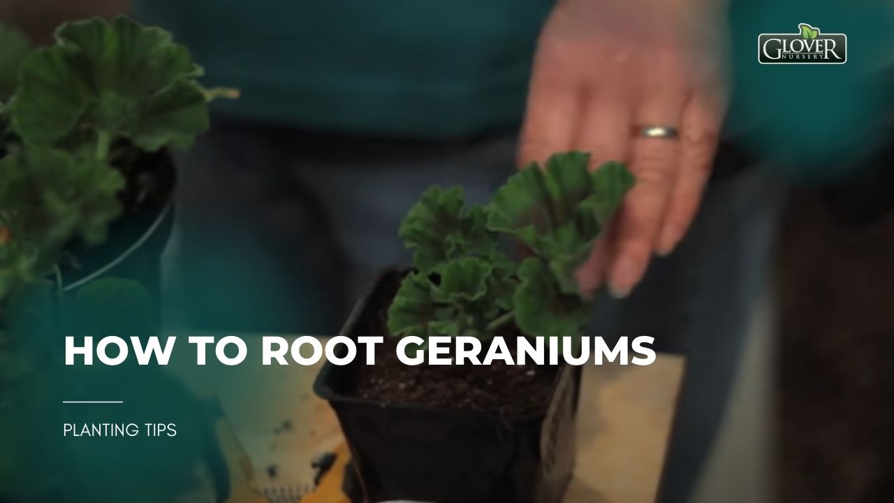 how-to-root-geraniums