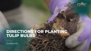 Directions for Planting Tulip Bulbs