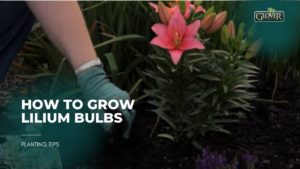 How to Grow Lilium Bulbs