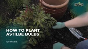 How to Plant Astilbe Bulbs