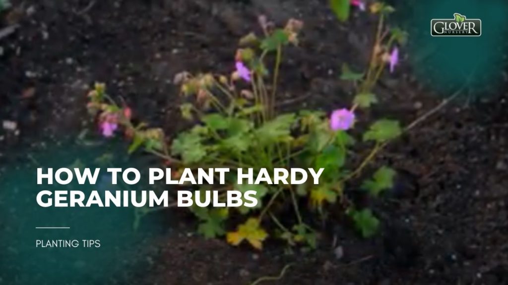 How to Plant Hardy Geranium Bulbs