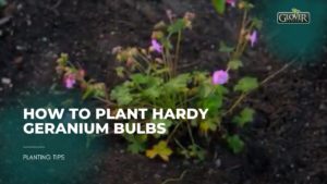 How to Plant Hardy Geranium Bulbs