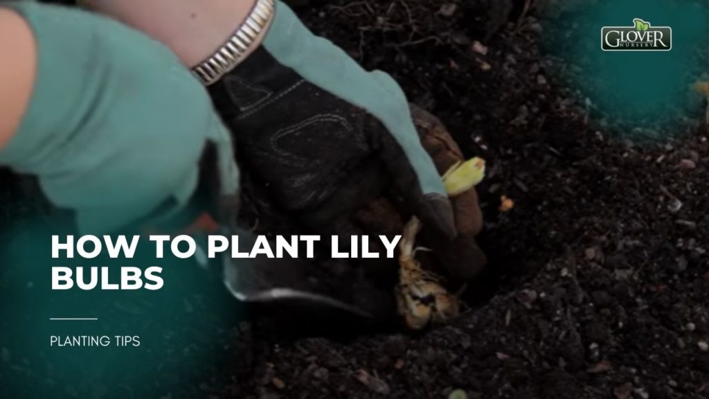 How to Plant Lily Bulbs