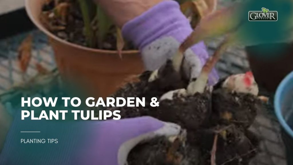 How to Garden & Plant Tulips