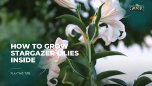How to Grow Stargazer Lilies inside
