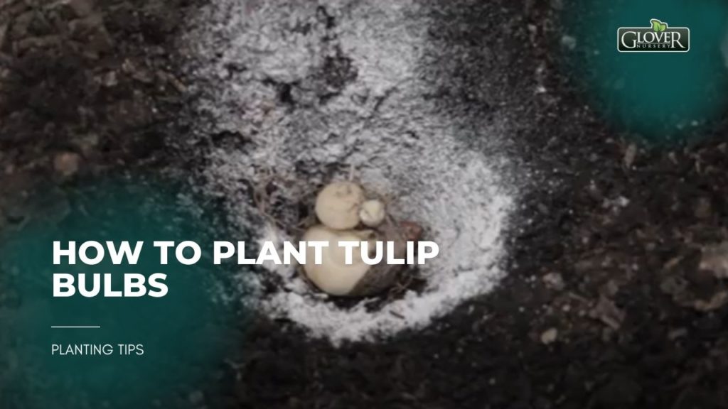How to Plant Tulip Bulbs