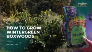 How to Grow Wintergreen Boxwoods