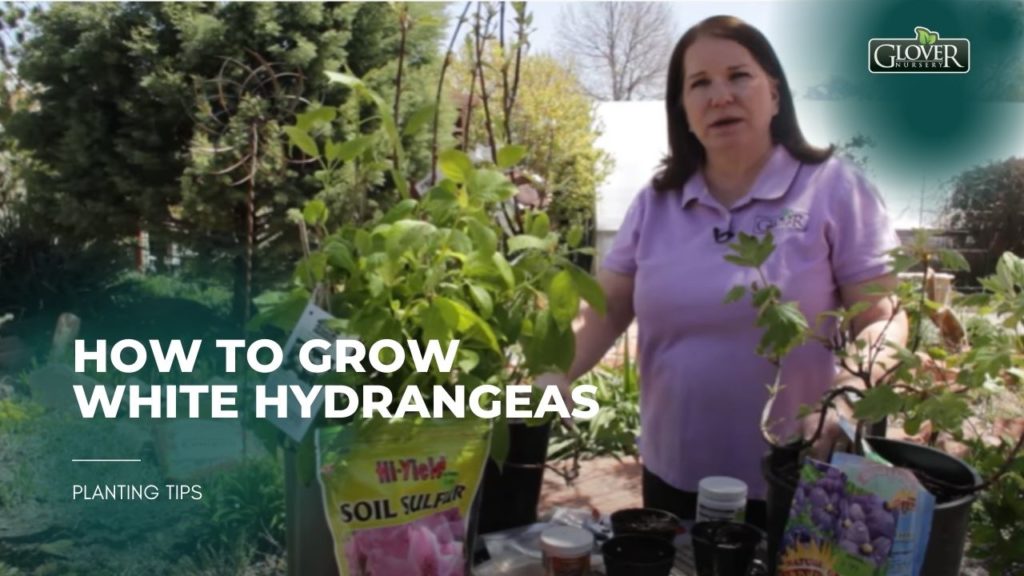 How to Grow White Hydrangeas
