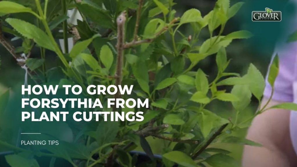 How to Grow Forsythia from Plant Cuttings