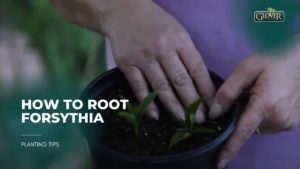 How to Root Forsythia