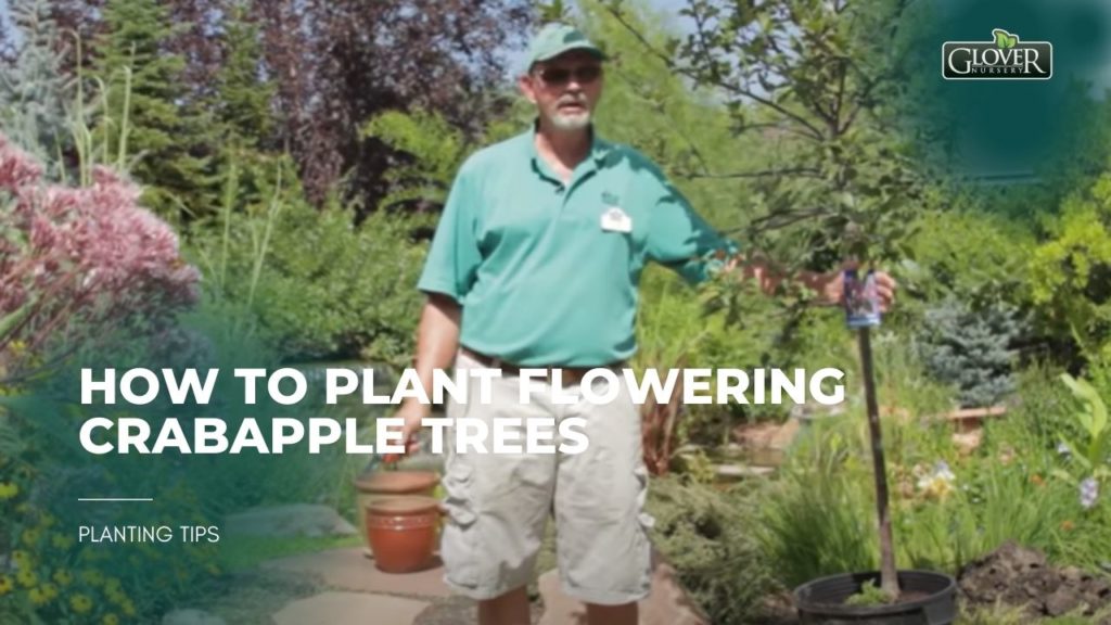 How to Plant Flowering Crabapple Trees