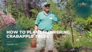 How to Plant Flowering Crabapple Trees