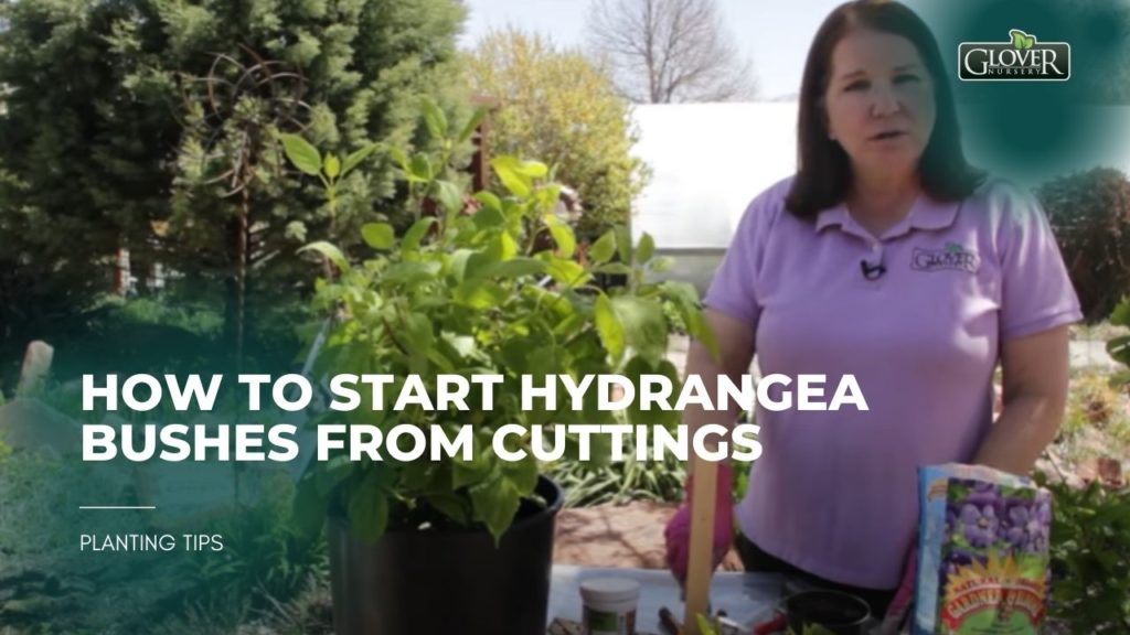 How to Start Hydrangea Bushes from Cuttings