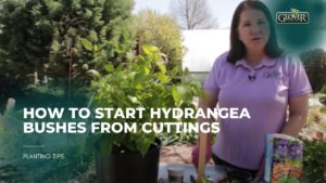 How to Start Hydrangea Bushes from Cuttings