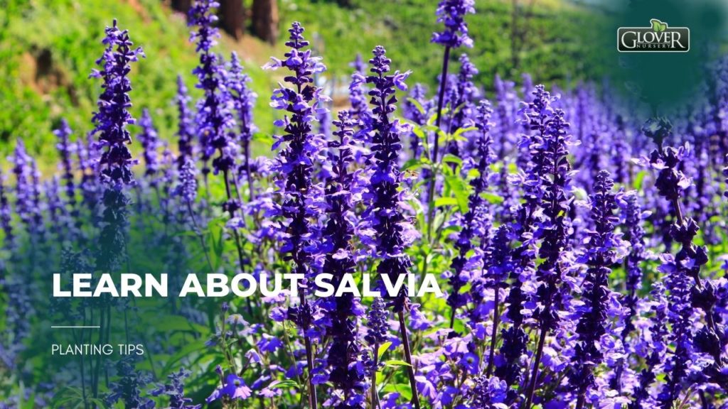 Learn About Salvia