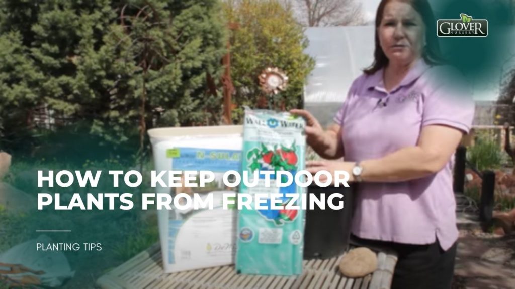 How to Keep Outdoor Plants from Freezing