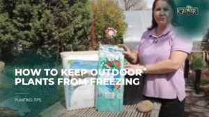 How to Keep Outdoor Plants from Freezing