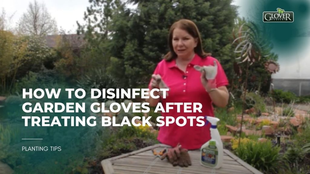 How to Disinfect Garden Gloves After Treating Black Spots