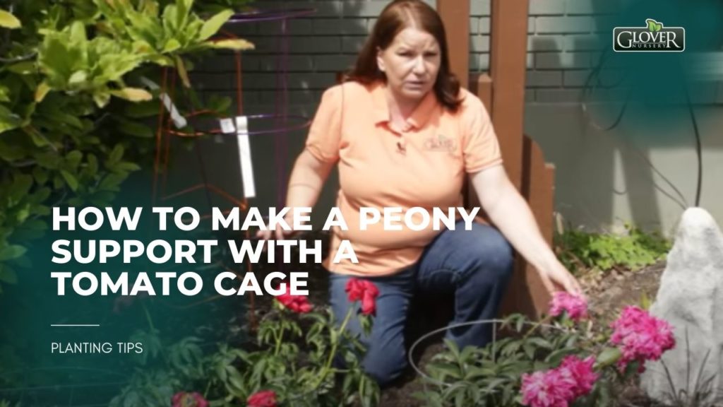 How to Make a Peony Support with a Tomato Cage
