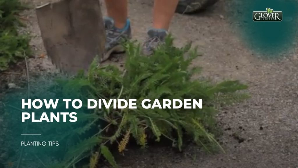How to Divide Garden Plants