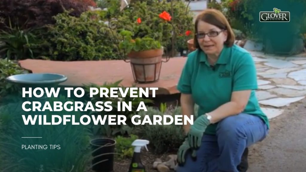How to Prevent Crabgrass in a Wildflower Garden