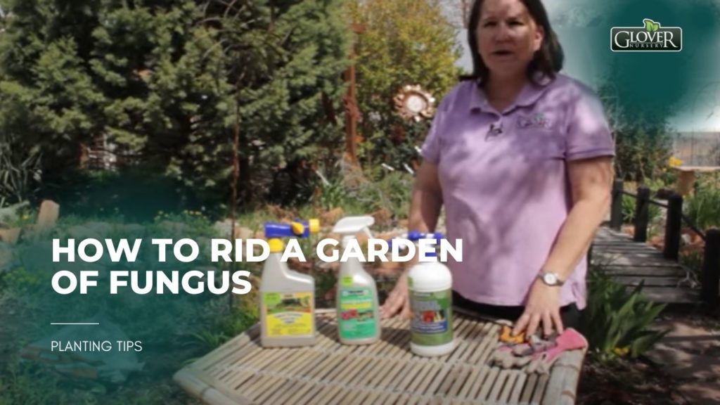 How to Rid a Garden of Fungus
