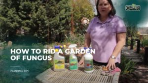 How to Rid a Garden of Fungus