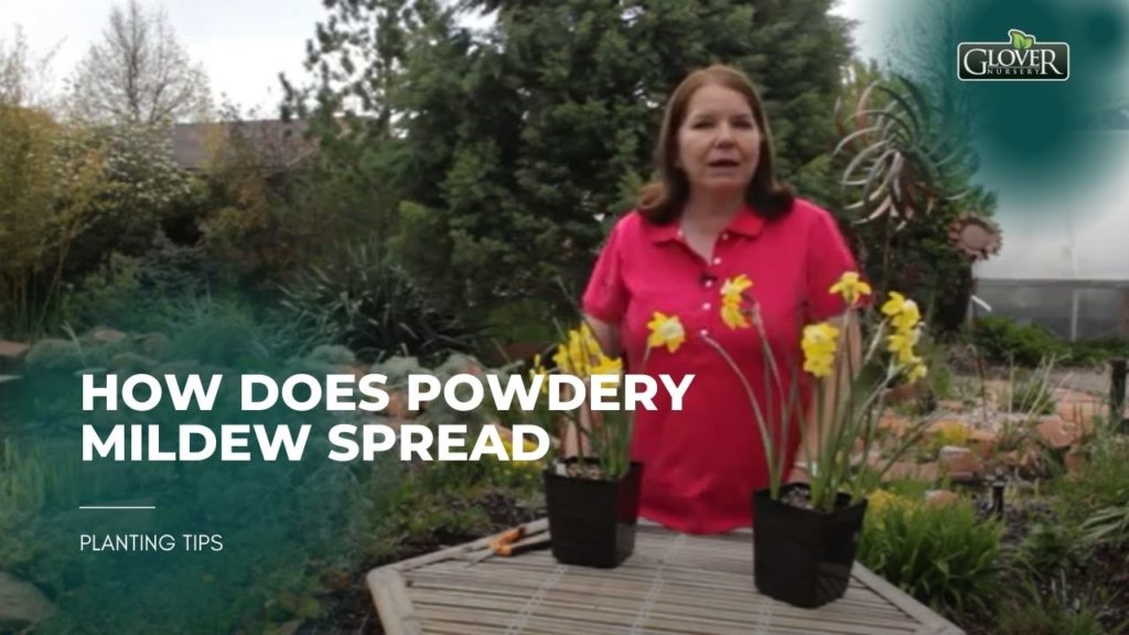 How does Powdery Mildew Spread