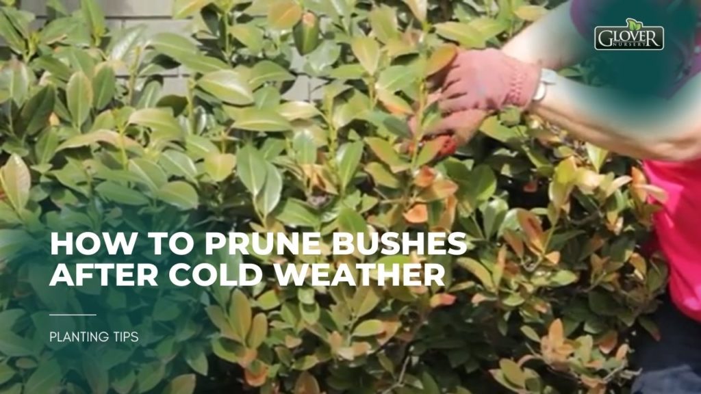 How to Prune Bushes After Cold Weather