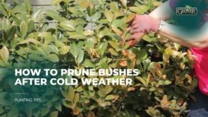 How to Prune Bushes After Cold Weather