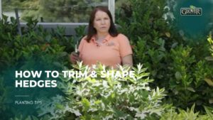 How to Trim & Shape Hedges