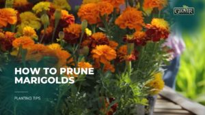 How to Prune Marigolds